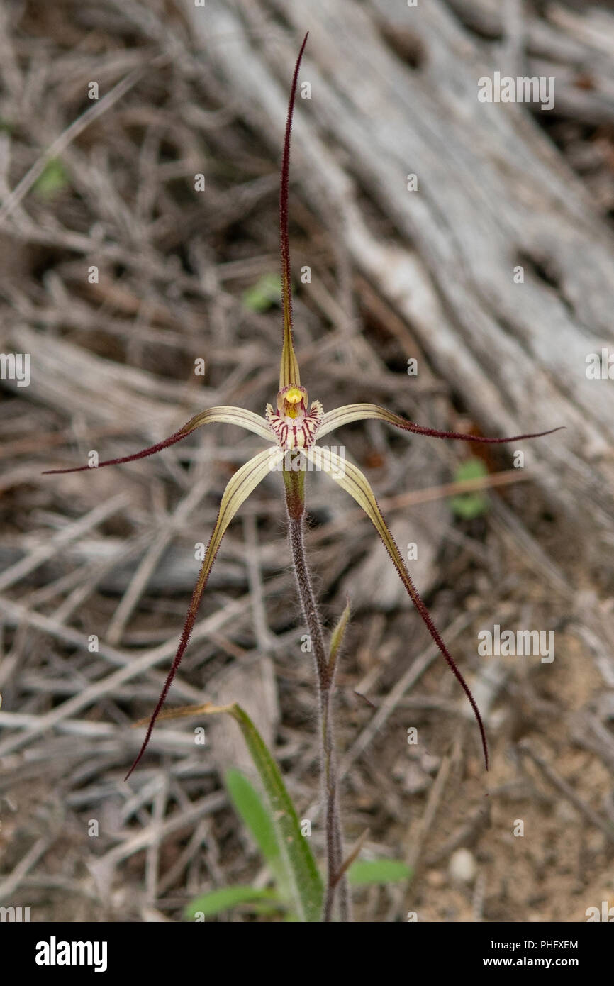 Caladenia polychroma, comune Spider Orchid Foto Stock