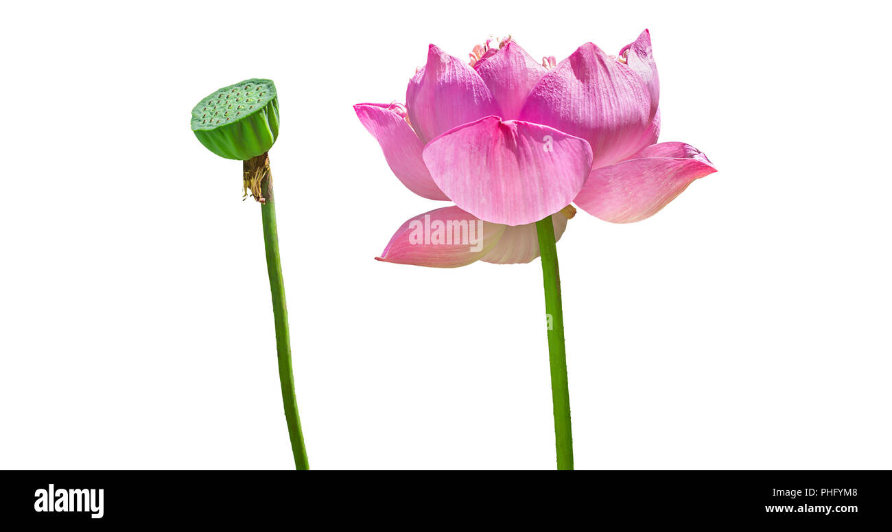 Rosa fiore di loto e semi isolato su sfondo bianco Foto Stock