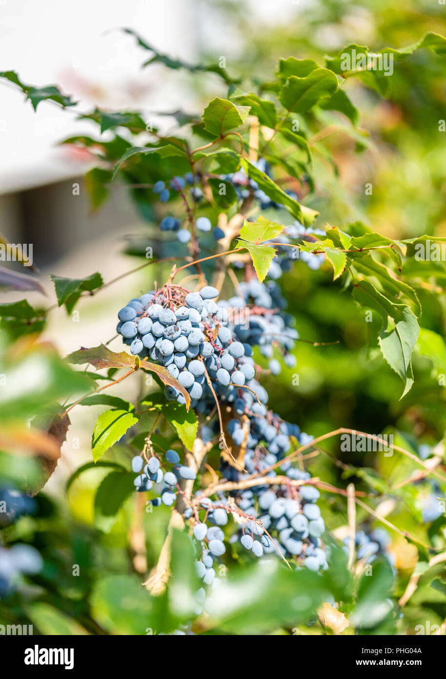 Foglie e bacche blu della Oregon uva (Mahonia aquifolium) - un sempreverde arbusto a fioritura Foto Stock