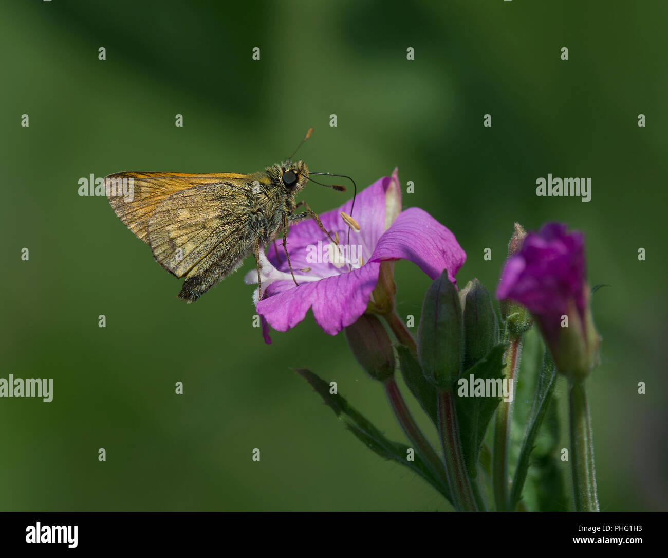 Grande Skipper, Ochlodes sylvanus, butterfly alimentazione su grande Willowherb, Epilobium hirsutum, pianura con sfondo verde, Lancashire, Regno Unito Foto Stock