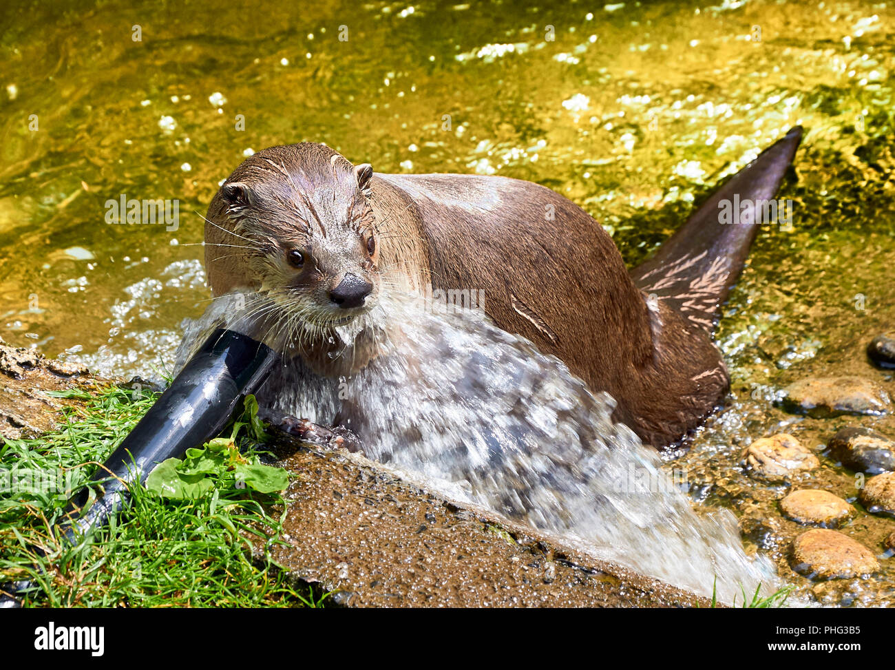 Nord America Lontra di fiume (presso un santuario) giocando con acqua proveniente da un tubo flessibile Foto Stock