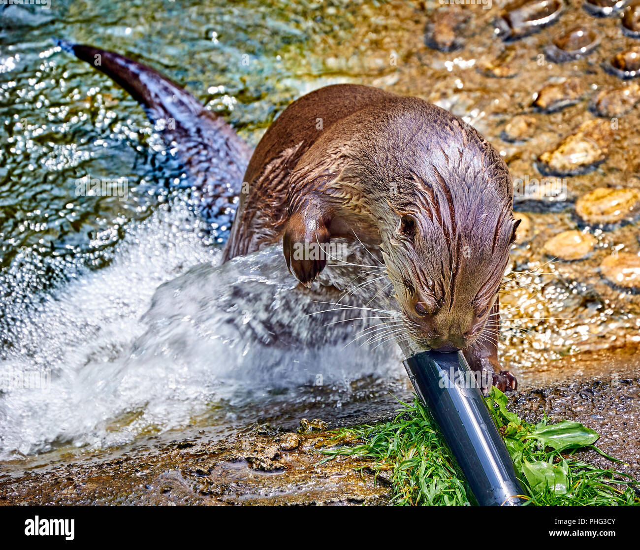 Nord America Lontra di fiume (presso un santuario) giocando con acqua proveniente da un tubo flessibile Foto Stock