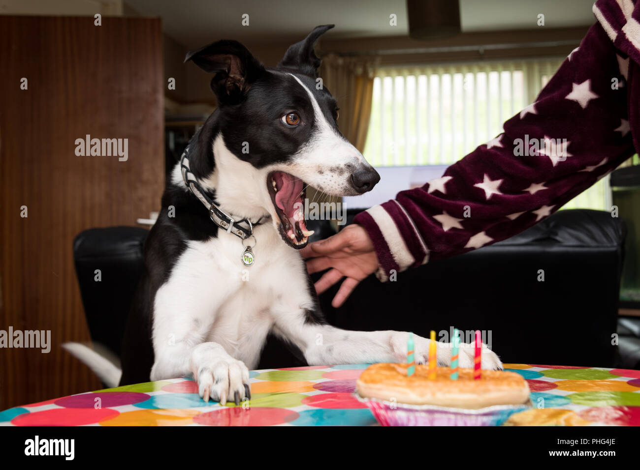 Celebrando un cane il quarto compleanno a casa Foto Stock