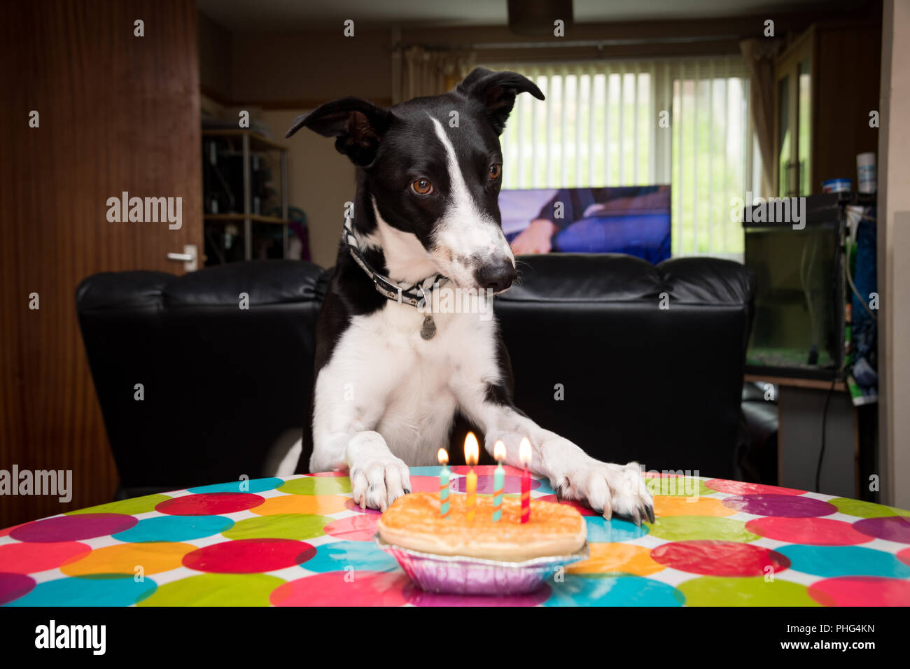 Celebrando un cane il quarto compleanno a casa Foto Stock