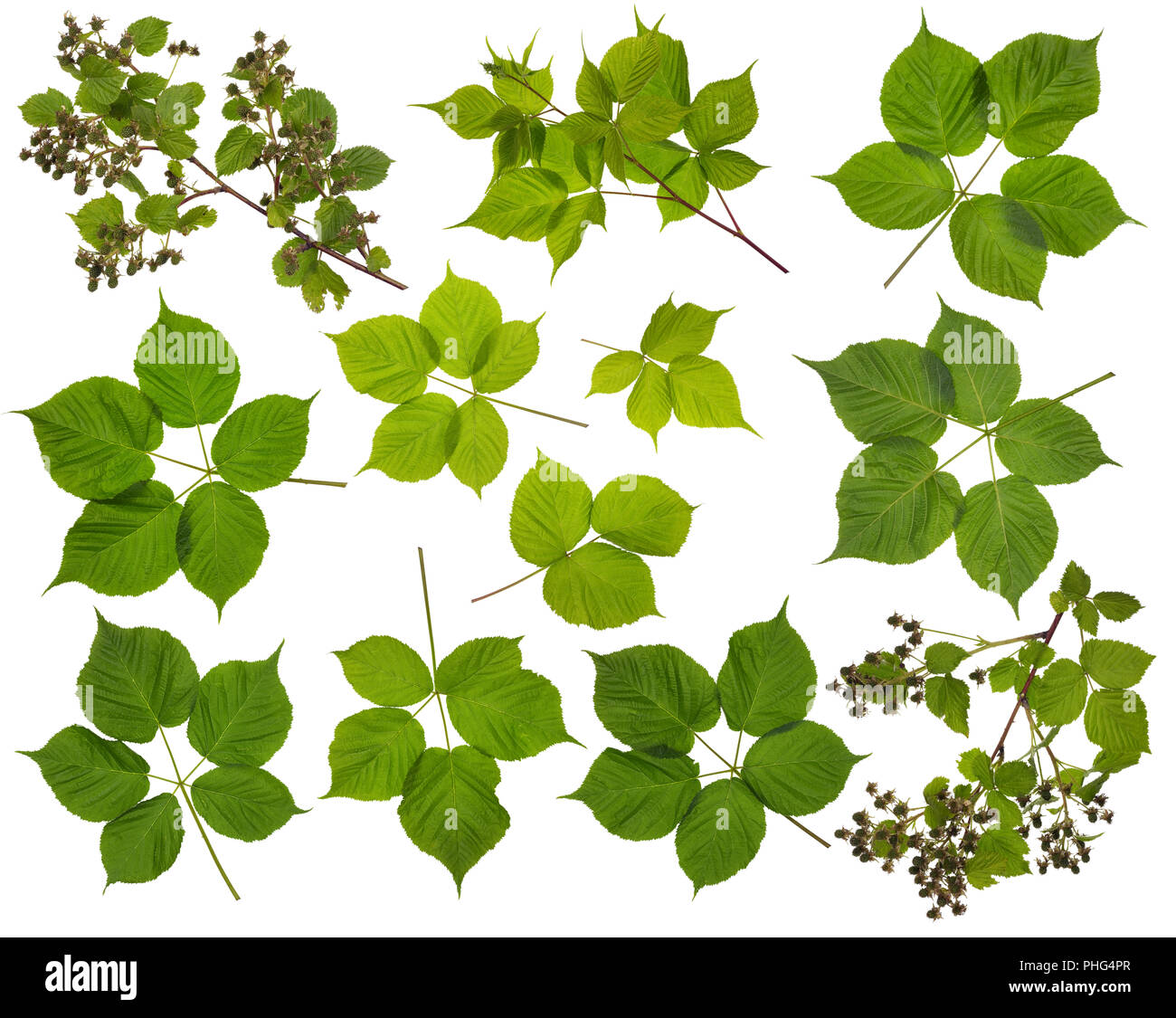 Rami e foglie estate boccola di blackberry Foto Stock