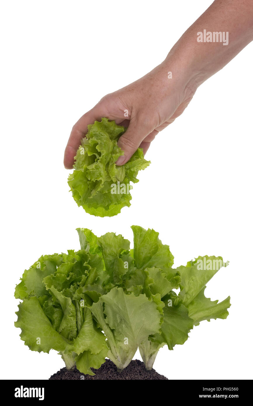 Lavoratore rompere le foglie di insalata Foto Stock
