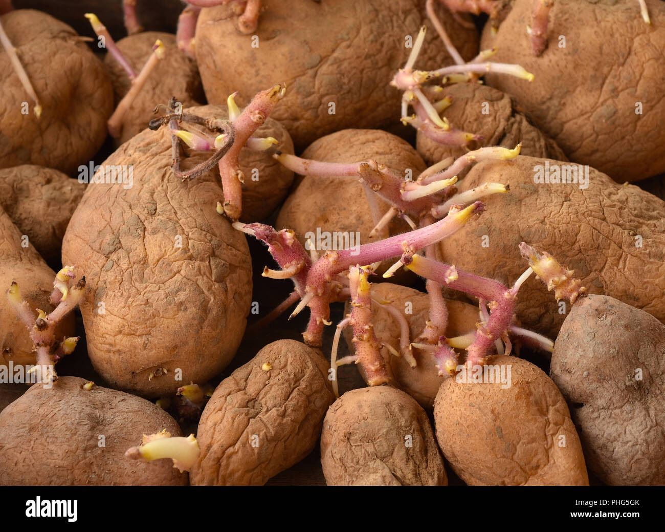 Patata; la germinazione; Foto Stock