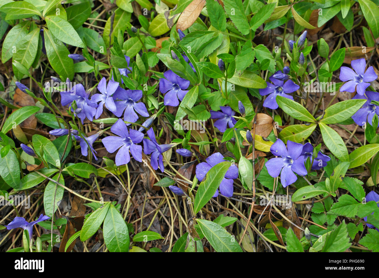 Primo blu fiori di primavera Foto Stock