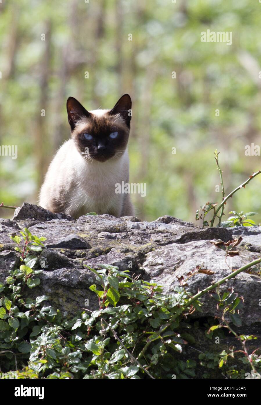 Siam-Katze, Insel Corvo, Azoren, Portogallo Foto Stock