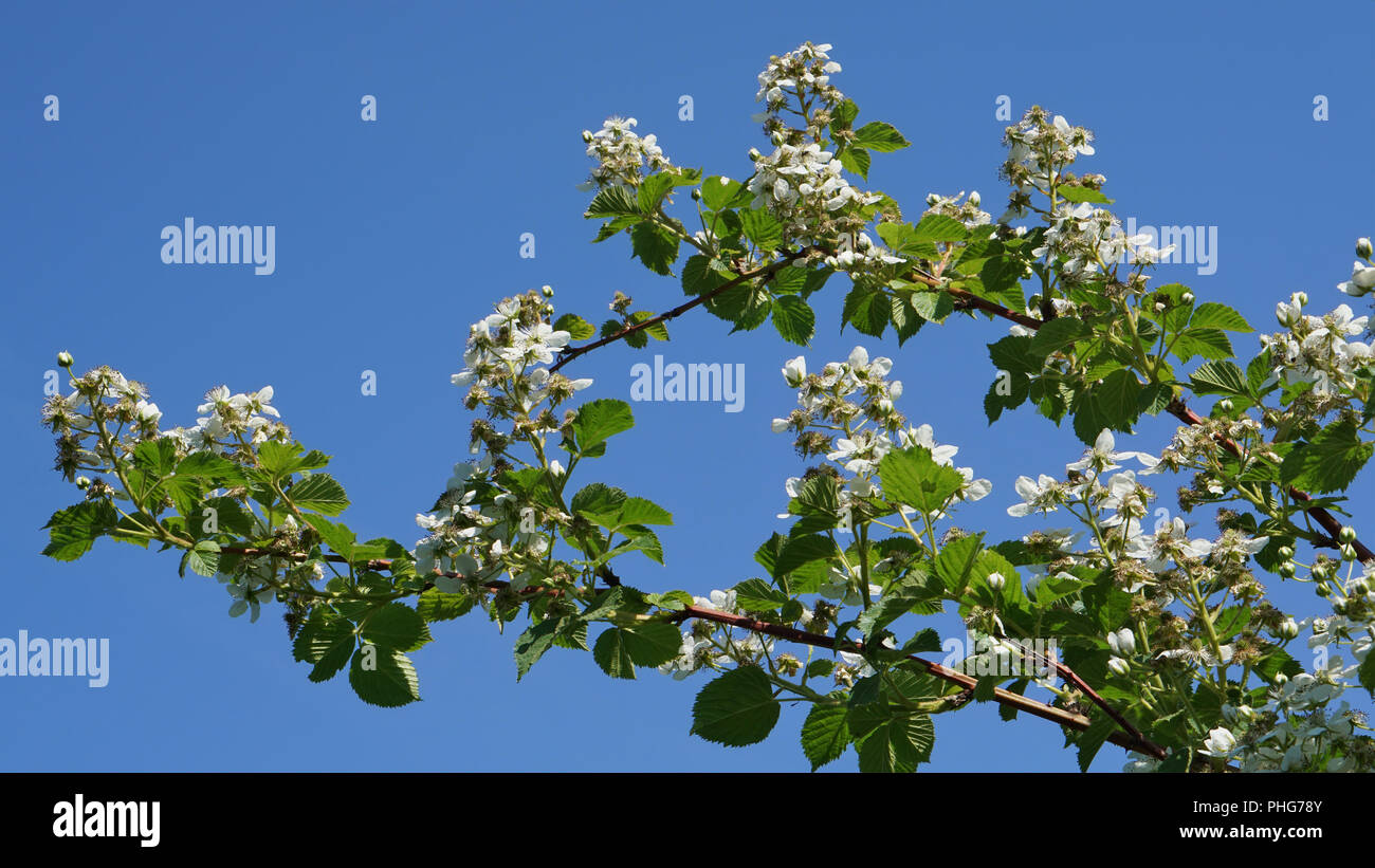 Giardino di blackberry inizia a fiorire in giugno Foto Stock