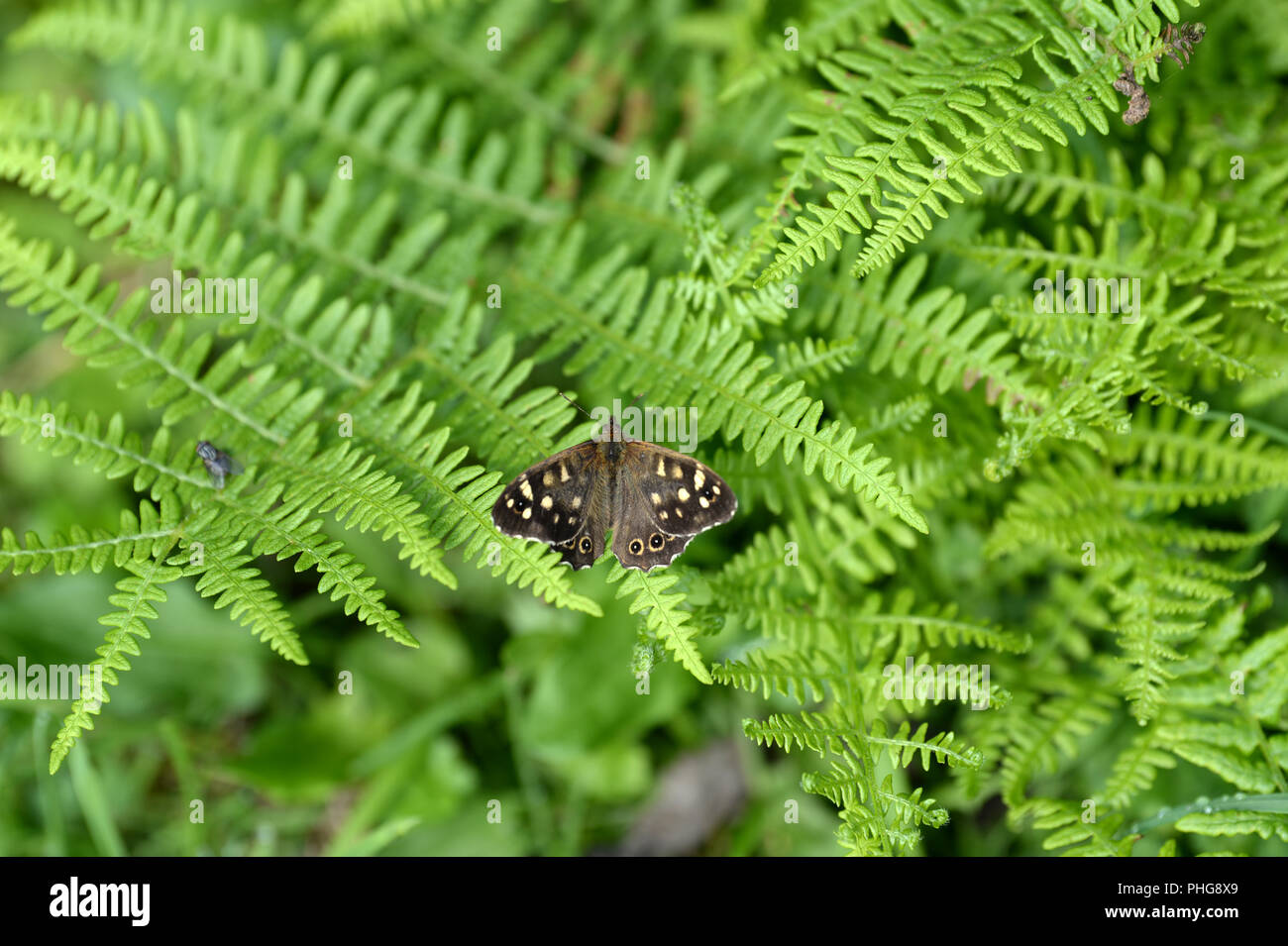 Chiazzato di legno sulla farfalla bracken lascia nel confine del bosco che mostra le ali marroni con crema-macchie di colore giallo. Una mosca di casa fornisce un'idea di scala Foto Stock