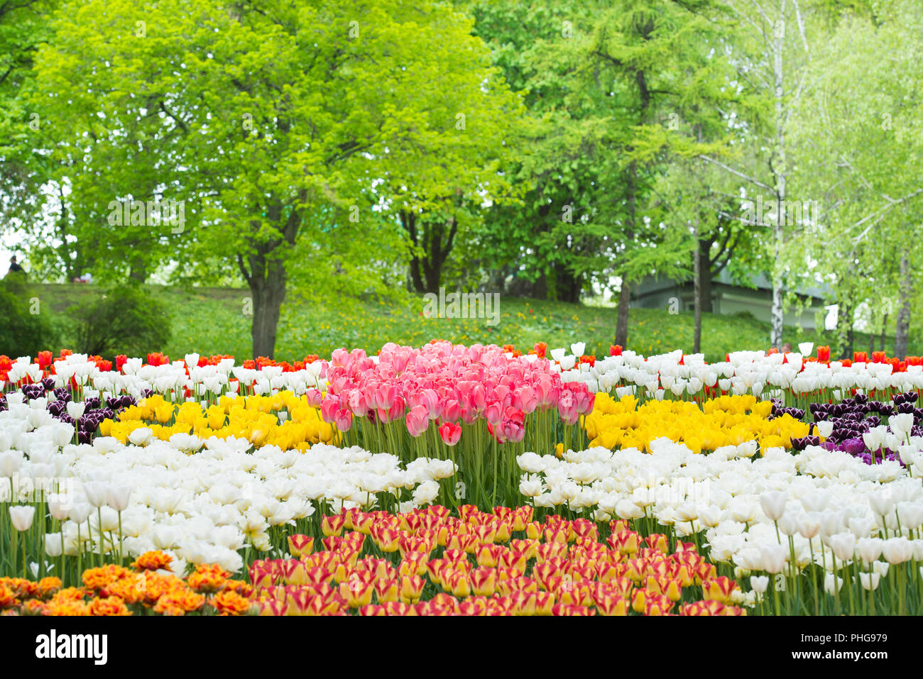 Tulipani rossi nel parco Foto Stock