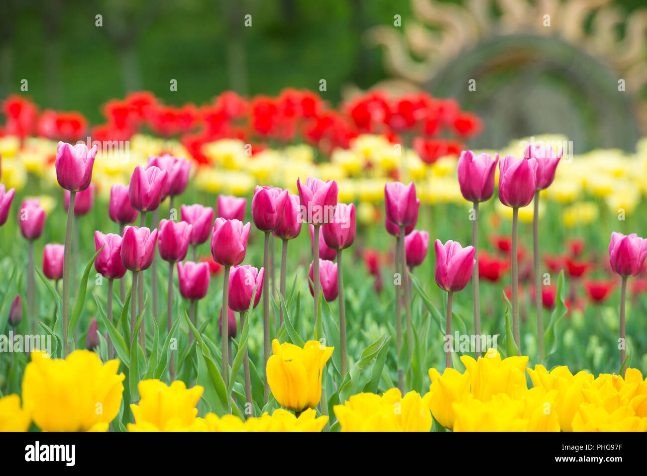 Tulipani rossi nel parco Foto Stock