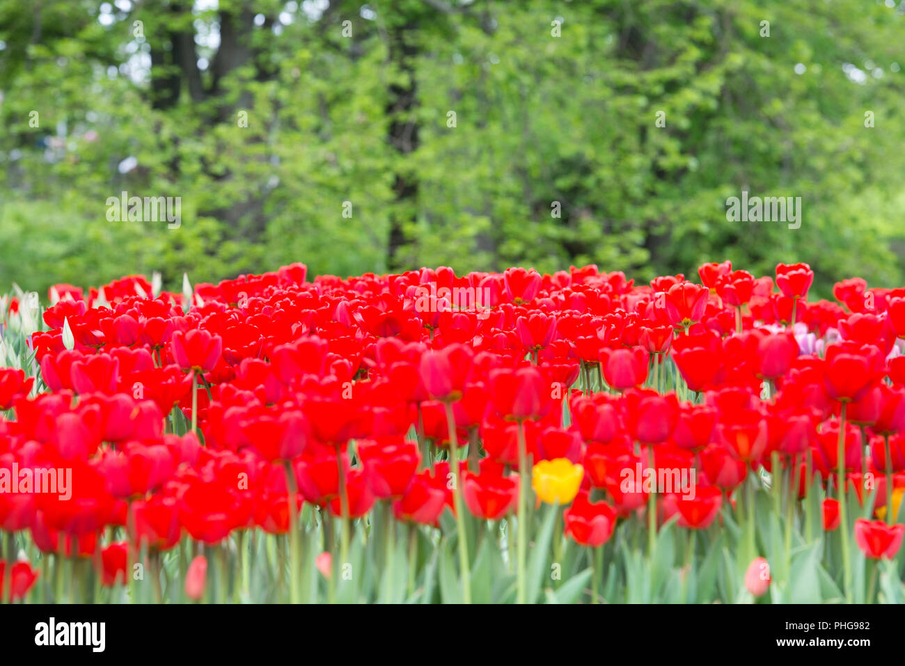 Tulipani rossi nel parco Foto Stock