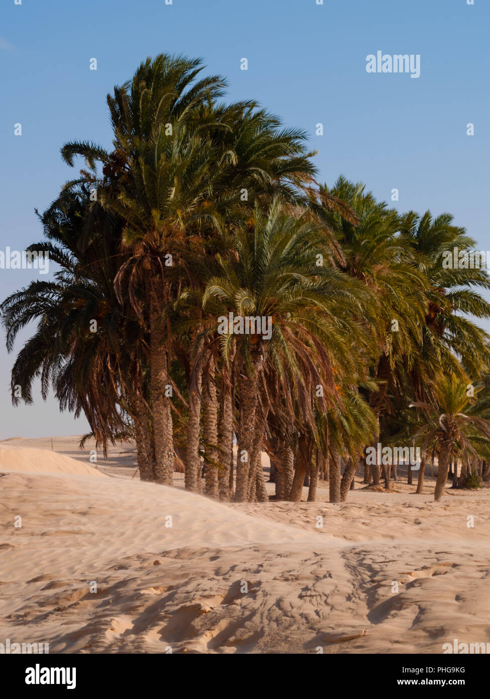 Douz-Tunisia, il deserto del Sahara in Tunisia meridionale, le dune di sabbia Foto Stock