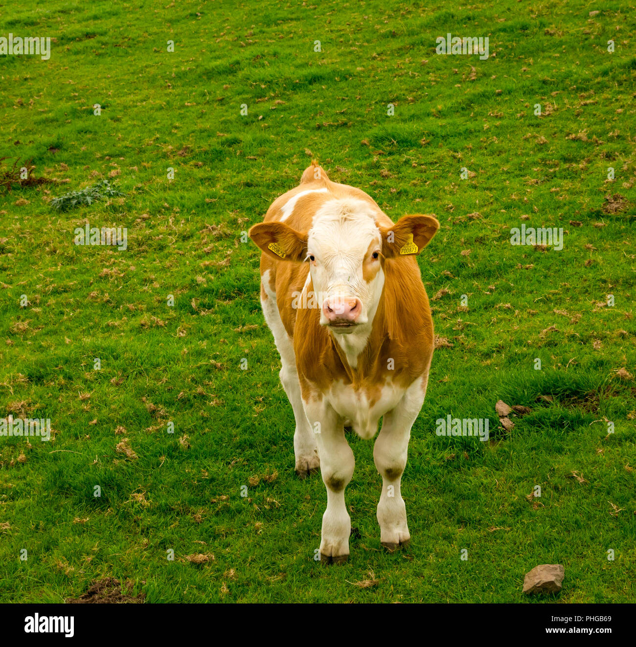 Bruna giovane vitello mucca con faccia bianca in campo estivo, East Lothian, Scozia, Regno Unito Foto Stock