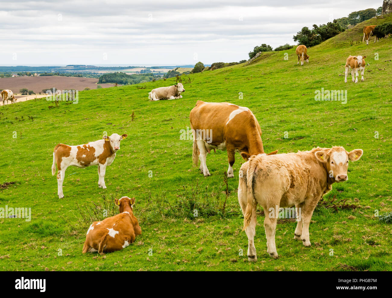 Marrone e bianco vacche e vitelli nel campo estivo, East Lothian, Scozia, Regno Unito Foto Stock