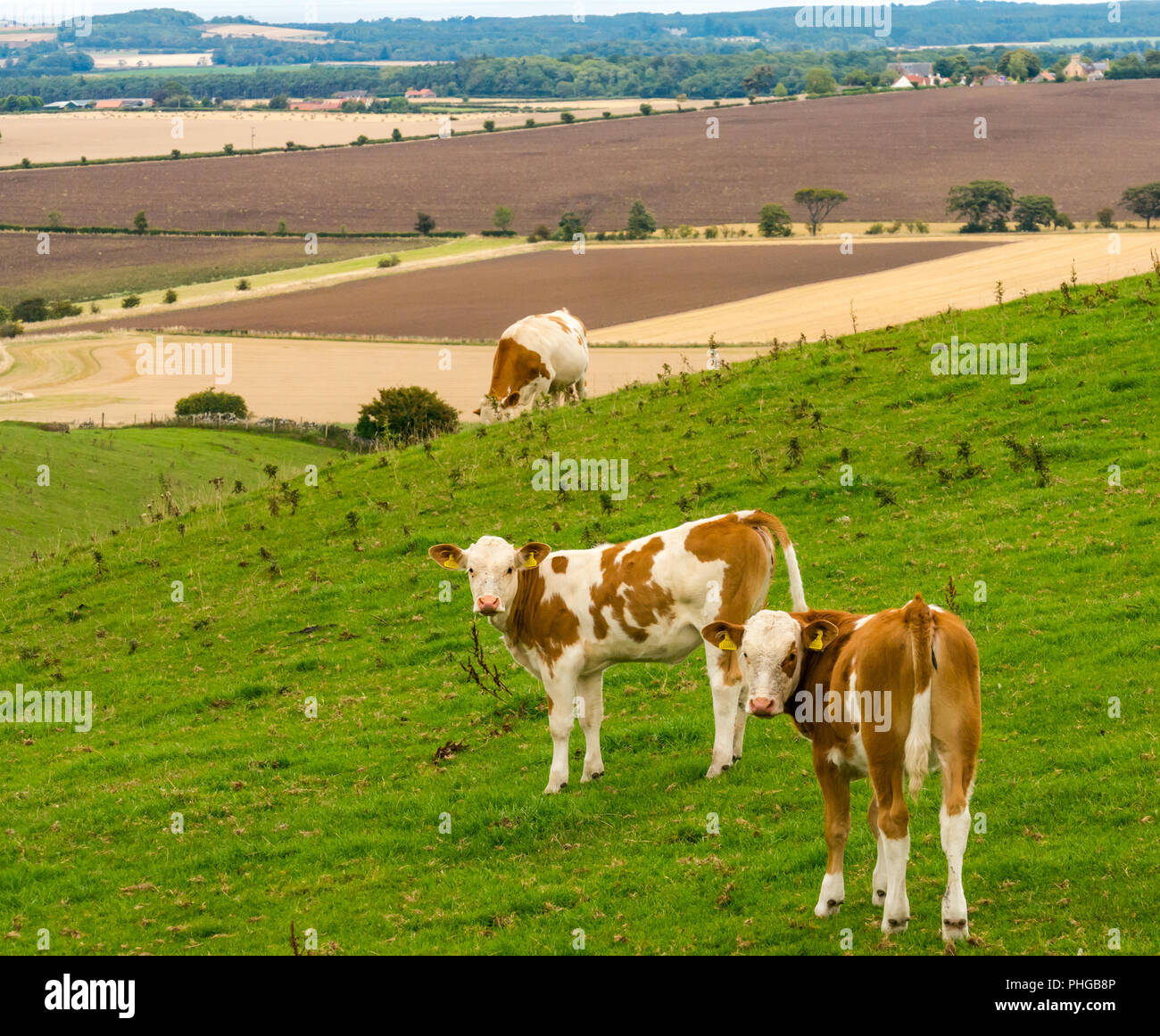 I giovani di colore marrone e bianco di vitelli nel campo estivo, East Lothian, Scozia, Regno Unito Foto Stock