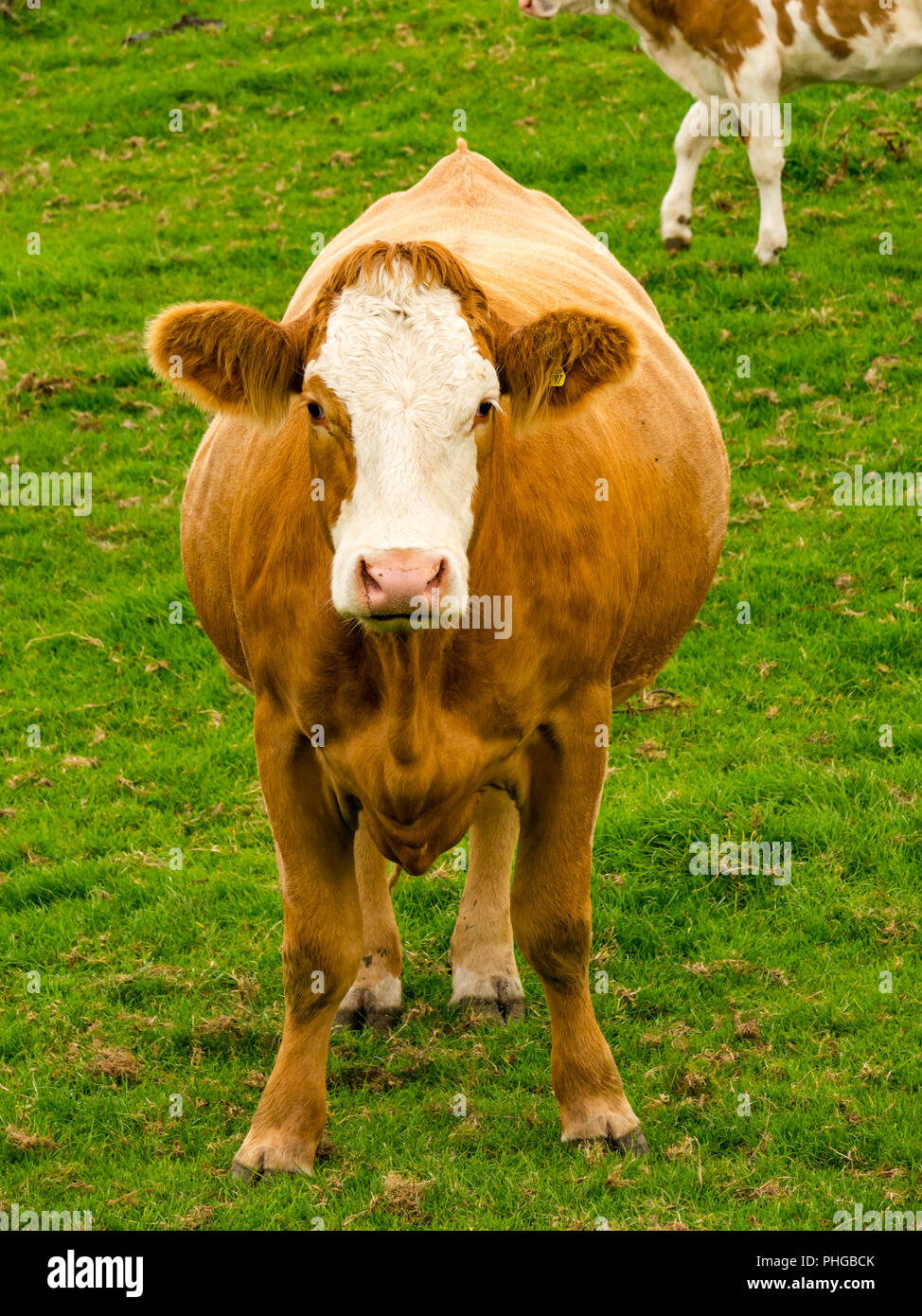 Chiusura del giovane vacca marrone con faccia bianca in campo, East Lothian, Scozia, Regno Unito Foto Stock