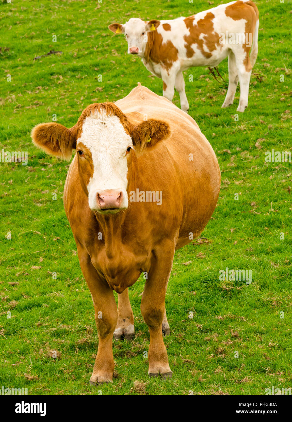 Chiusura del giovane vacca marrone con faccia bianca in campo, East Lothian, Scozia, Regno Unito Foto Stock