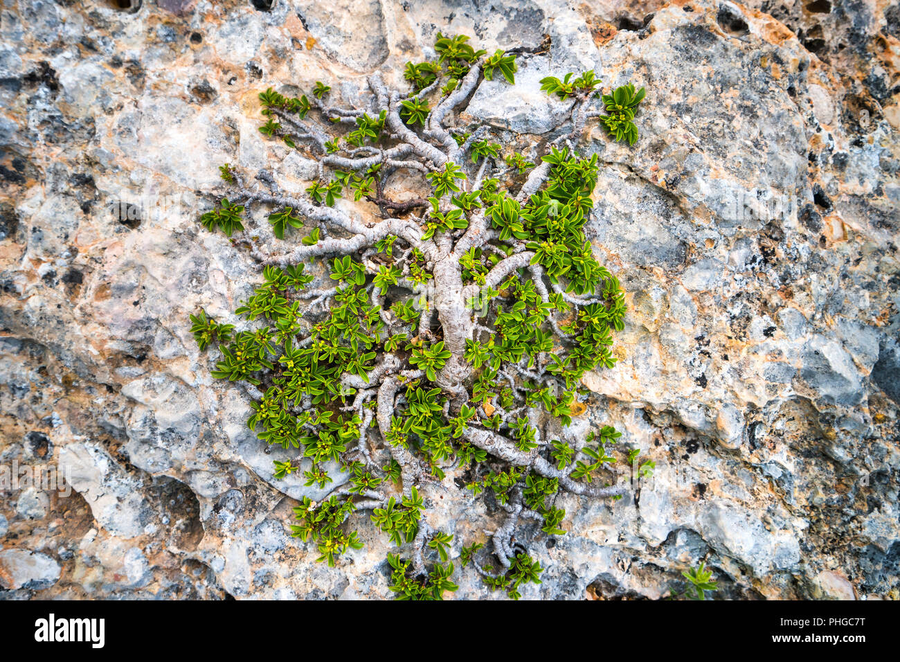 Il verde albero che cresce sulla roccia Foto Stock