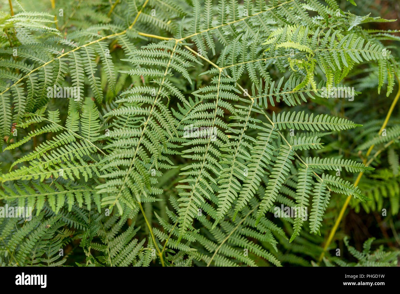 Una felce è un membro di un gruppo di piante vascolari che si riproducono tramite spore e non hanno né semi né fiori. Foto scattata nel Lake District - Regno K Foto Stock