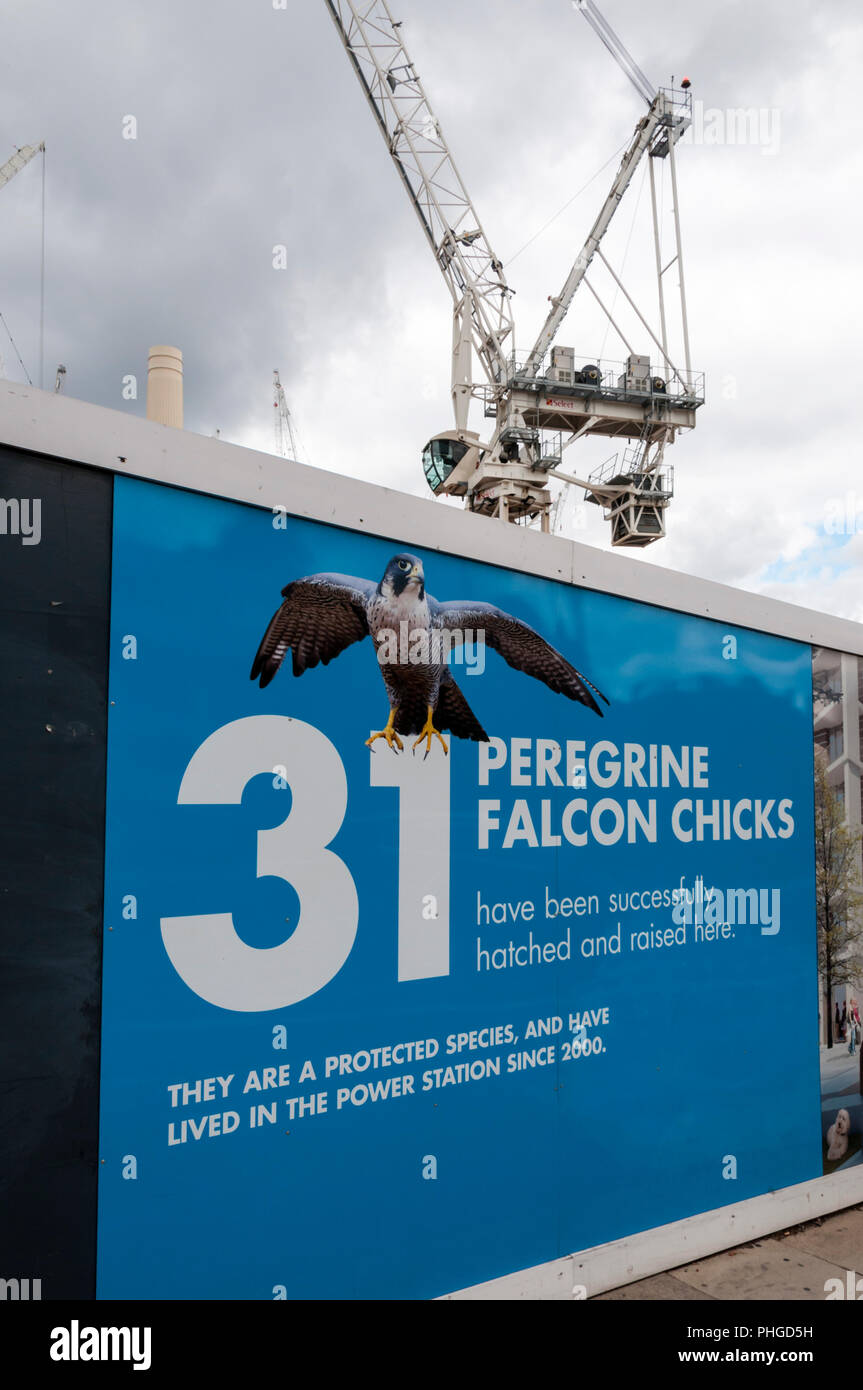 La palizzata intorno a Battersea Power Station riqualificazione del sito dice 31 Falco pellegrino pulcini nati & sollevato presso il sito. Foto Stock