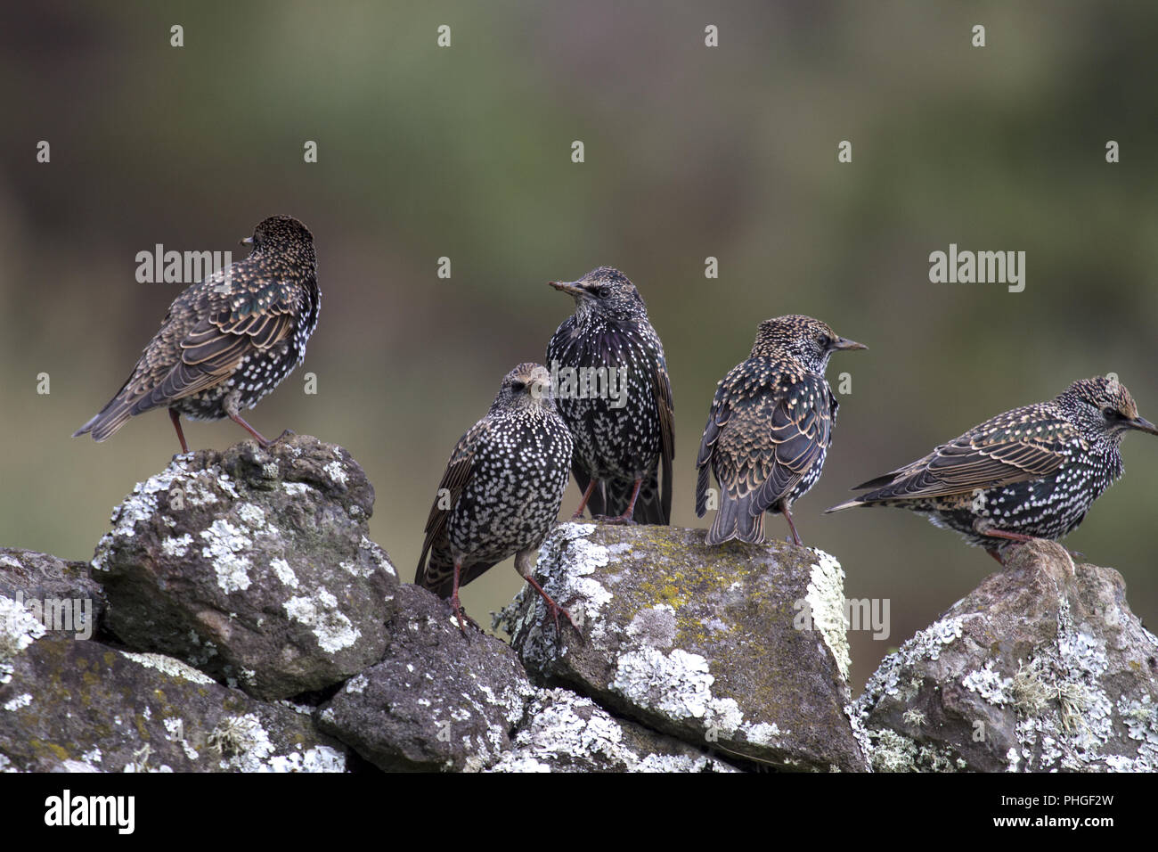 Isola del Corvo, comune starling, Azoren, Portogallo Foto Stock
