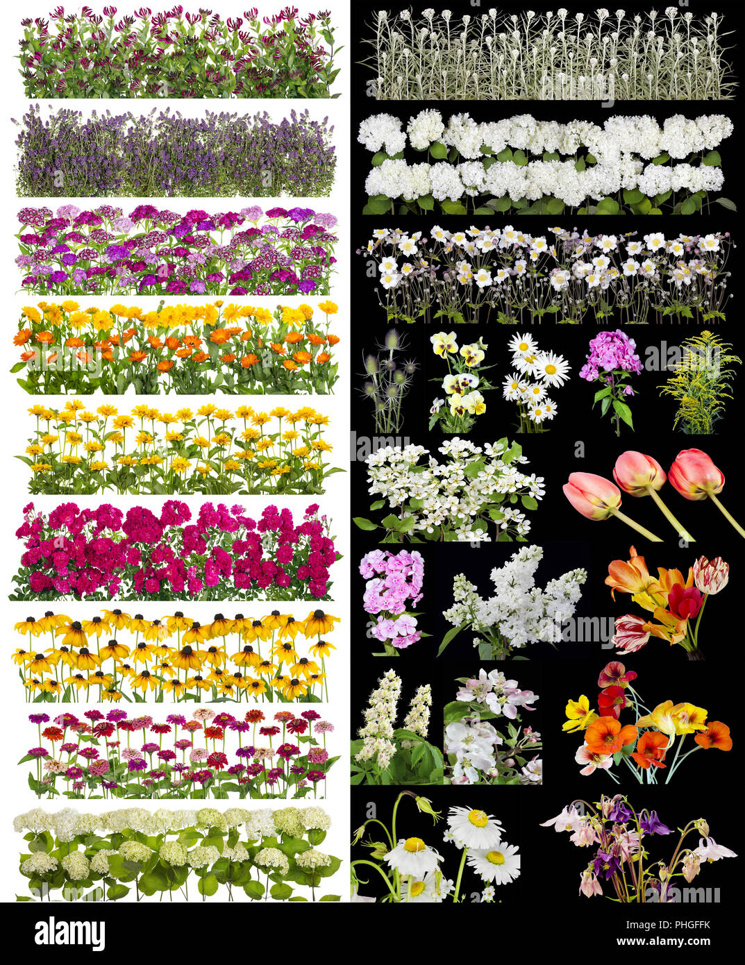 Linee di fiori isolati su bianco e nero Foto Stock