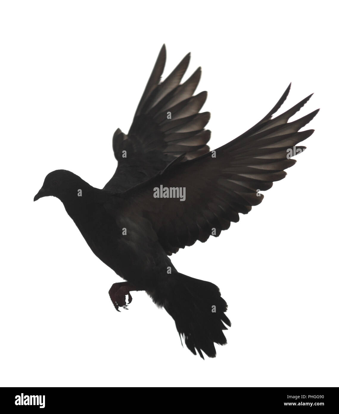 Il piccione nero su bianco Foto Stock