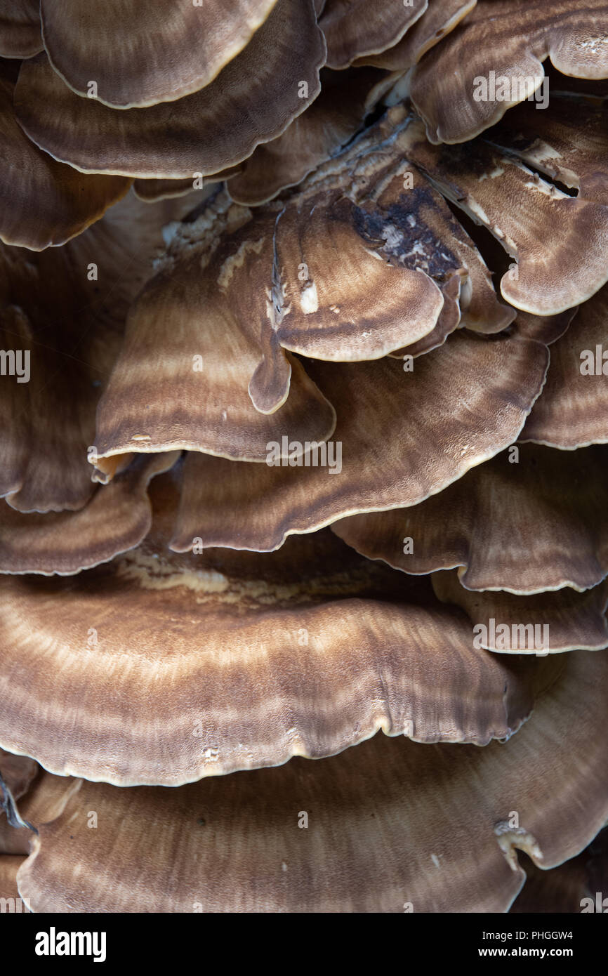 Staffa funghi (meripilus giganteous) sul faggio Foto Stock