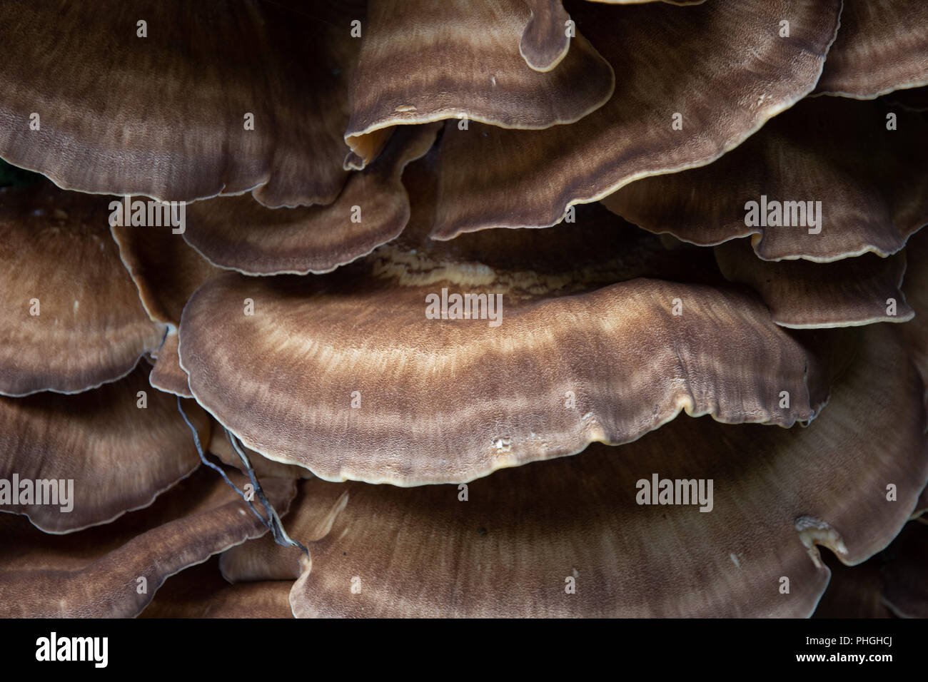 Staffa funghi (meripilus giganteous) sul faggio Foto Stock