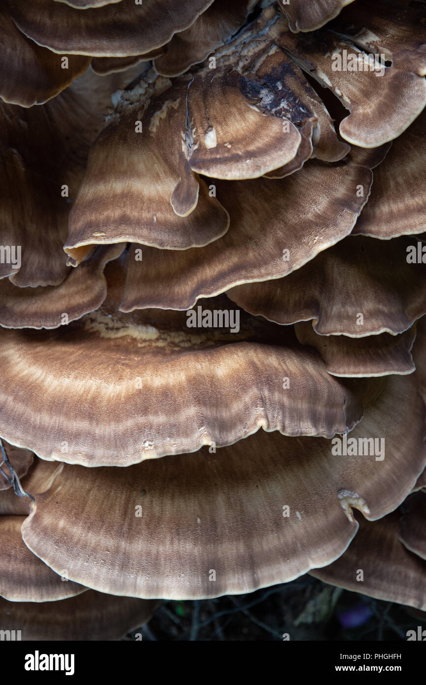 Staffa funghi (meripilus giganteous) sul faggio Foto Stock