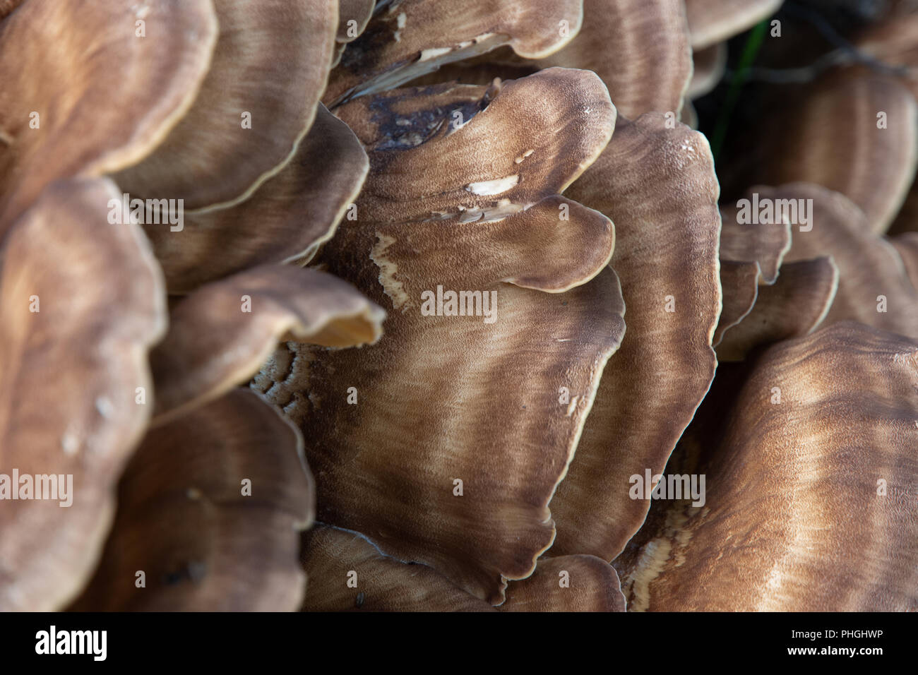 Staffa funghi (meripilus giganteous) sul faggio Foto Stock