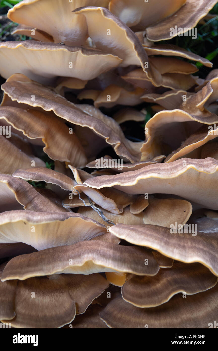 Staffa funghi (meripilus giganteous) sul faggio Foto Stock