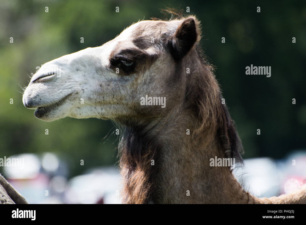Cammello Bactrian Foto Stock