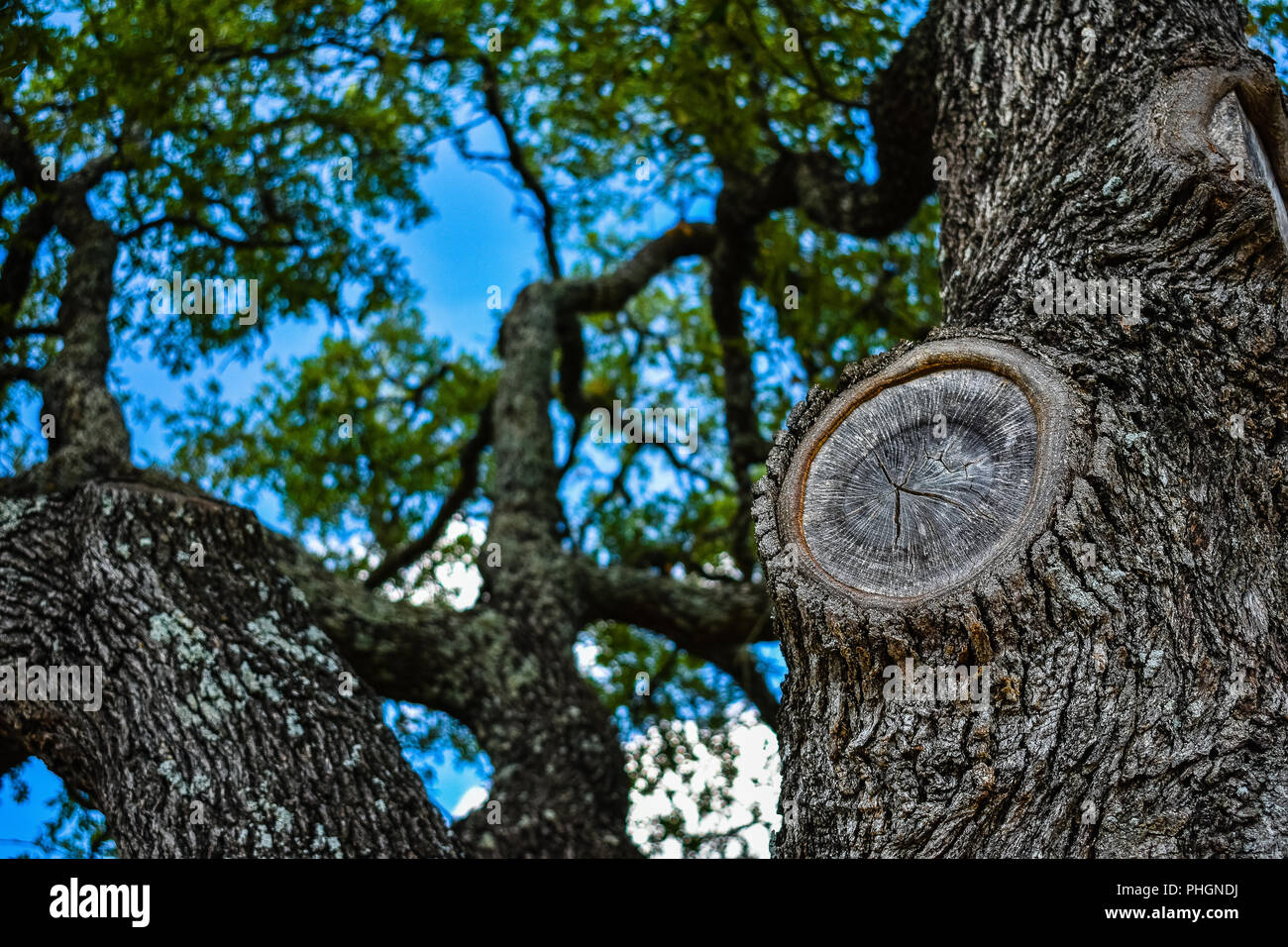 Fino in prossimità della quercia rami in Texas su un giorno d'estate. Foto Stock