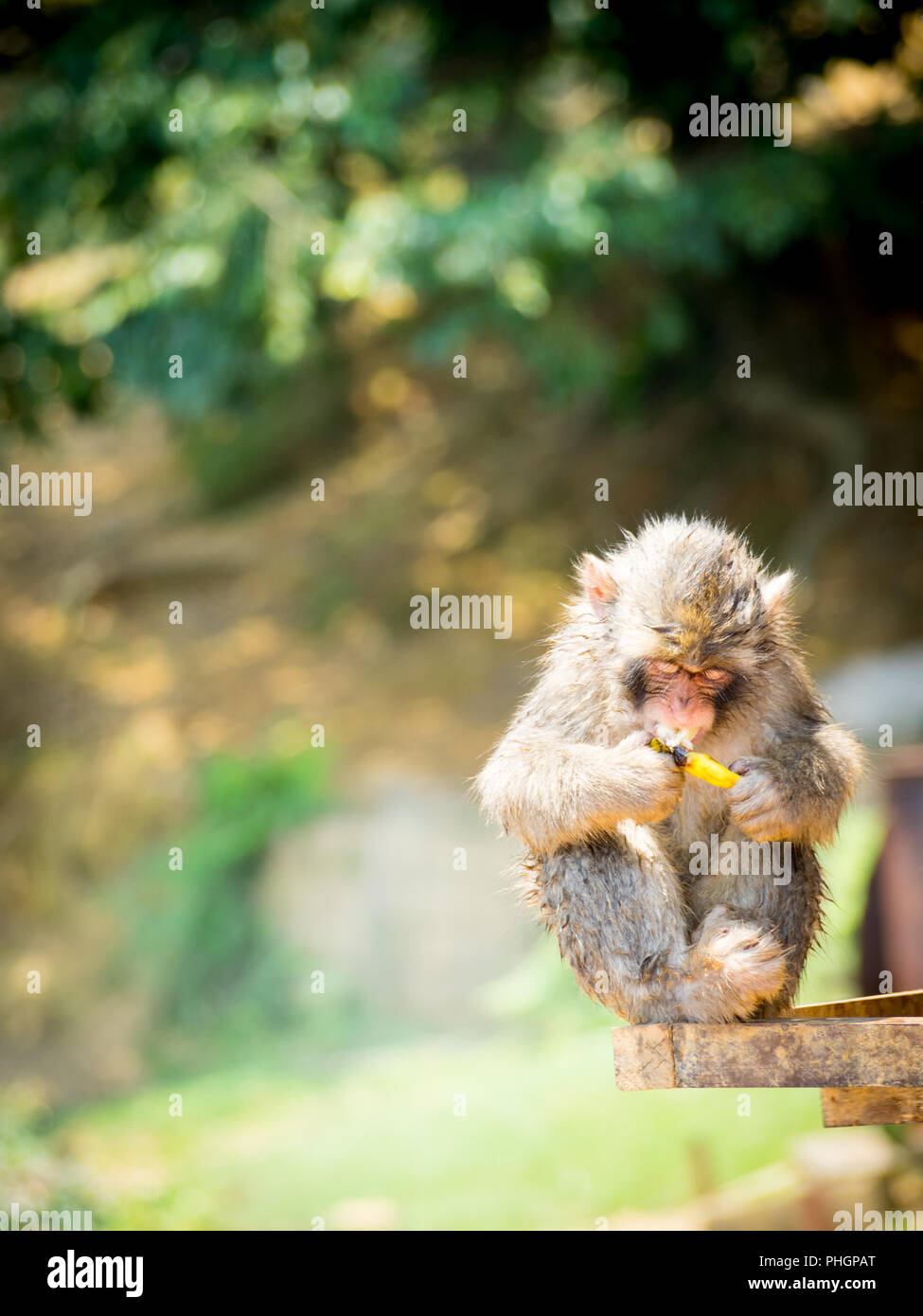 Un bambino Macaque giapponese (Macaca fuscata), a.k.a. snow monkey, mangia una banana a Iwatayama Monkey Park sul Monte Arashiyama, Arashiyama, Kyoto, Giappone Foto Stock