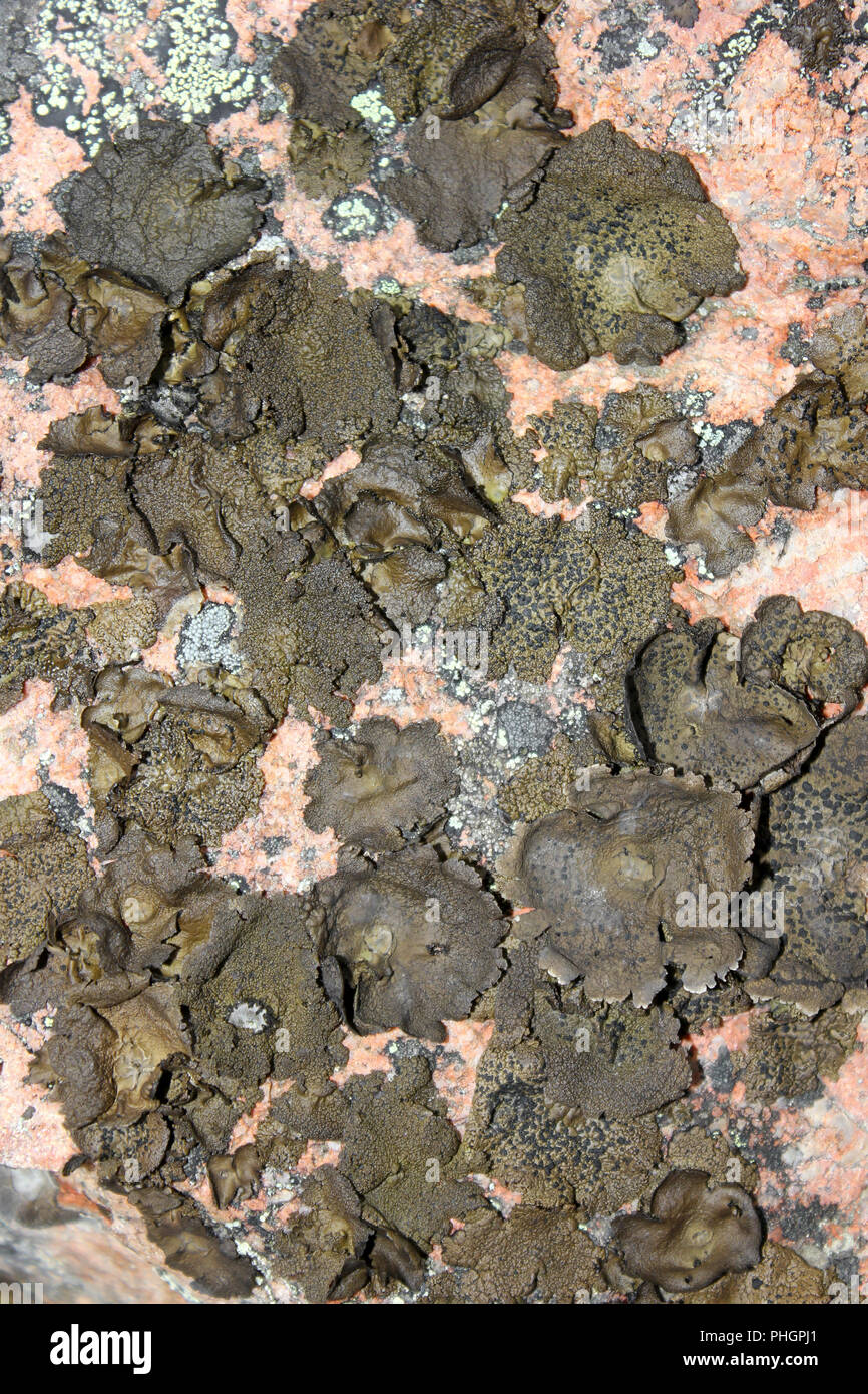 Lichene artico Foto Stock