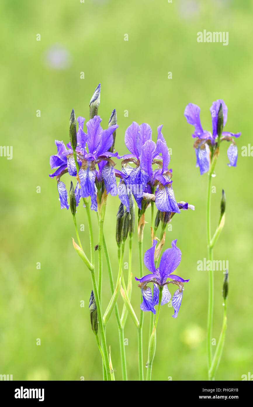 Iris siberiano Foto Stock