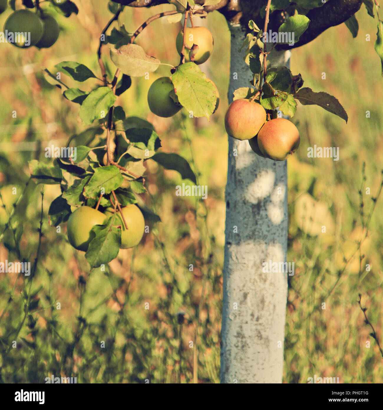 Apple ramo di albero Foto Stock