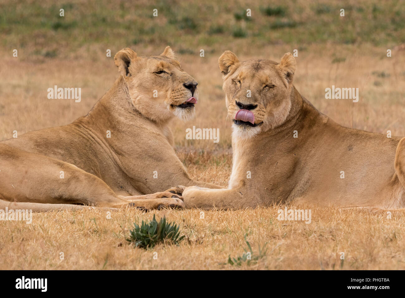 Due leonessa ine il Parco Nazionale Kruger Sud Africa Foto Stock