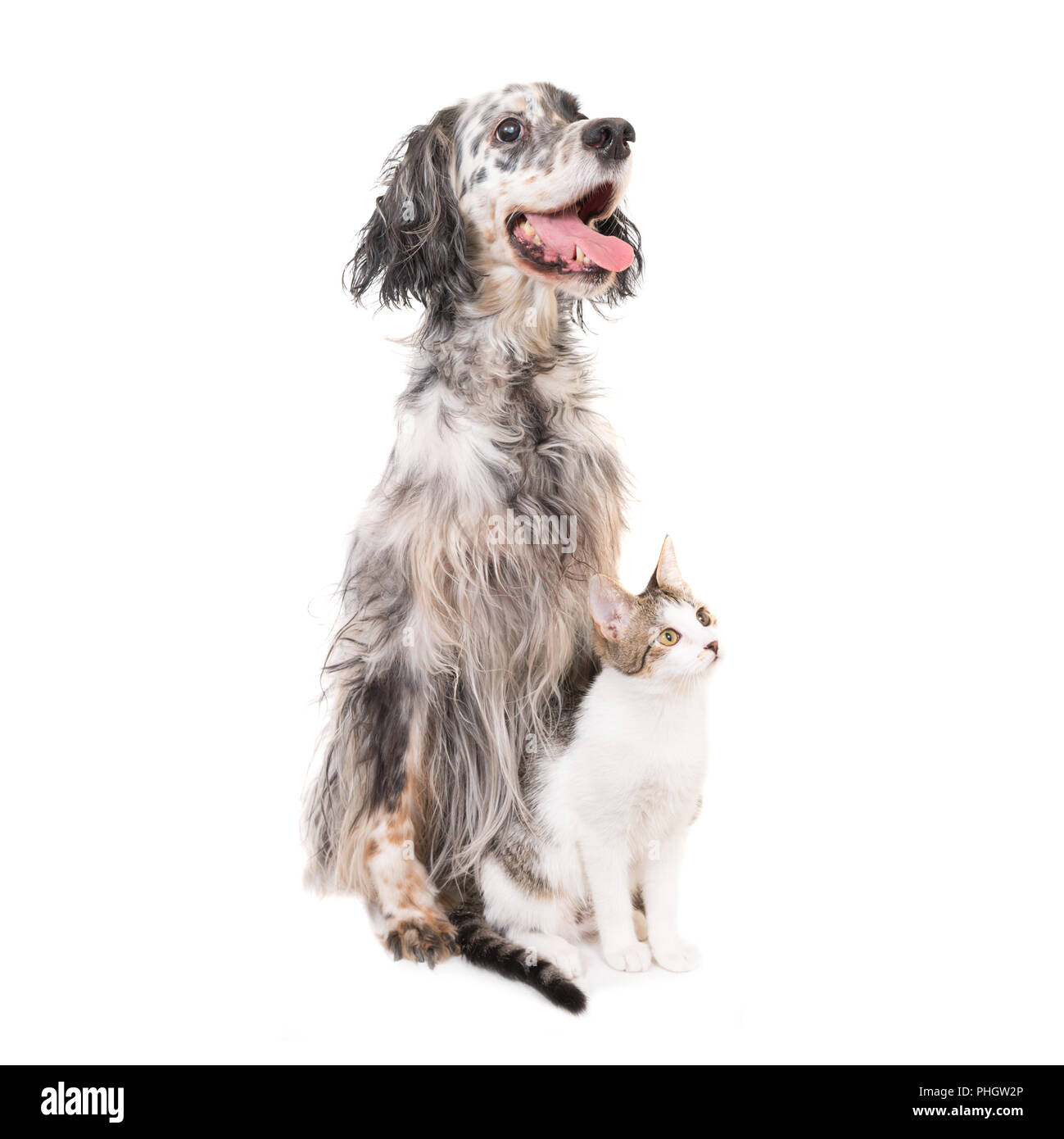 Cane setter inglese e il gatto domestico Foto Stock