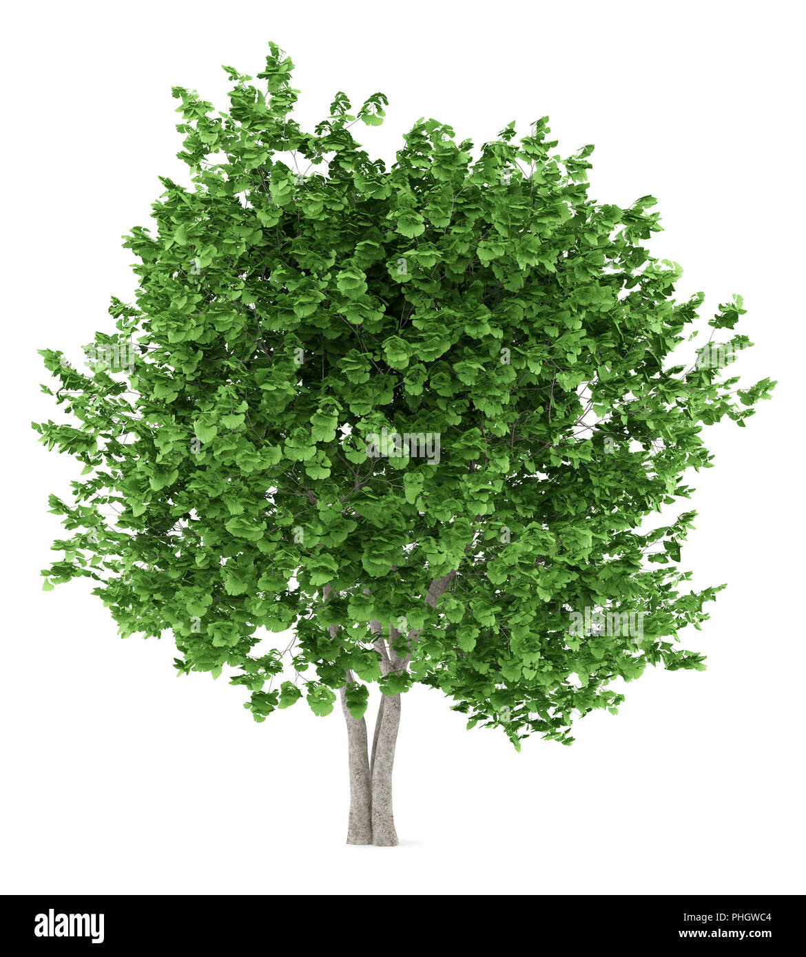 Il ginkgo albero isolato su sfondo bianco Foto Stock