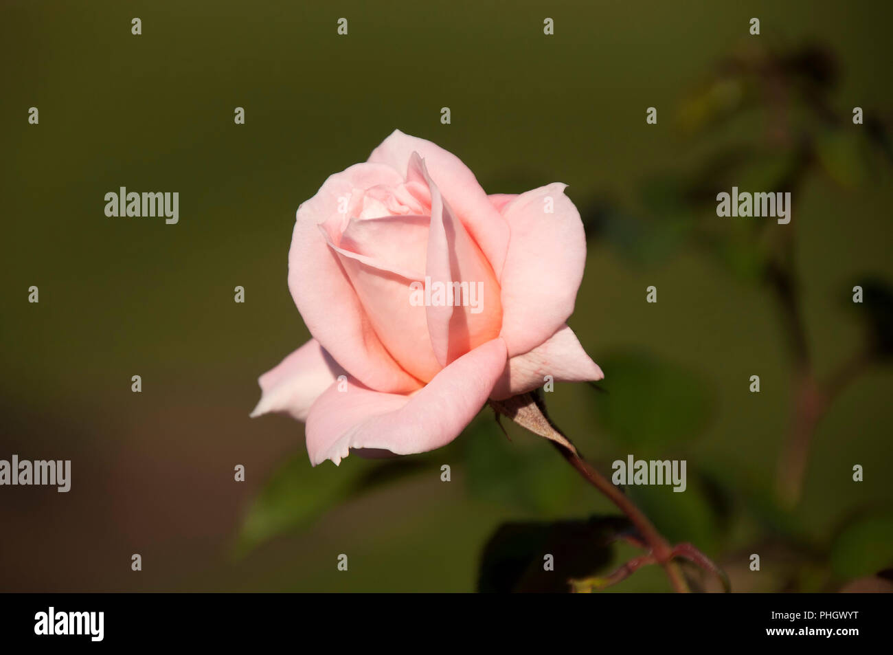 Sydney Australia, soft rosa pallido fiore rosa e stelo Foto Stock