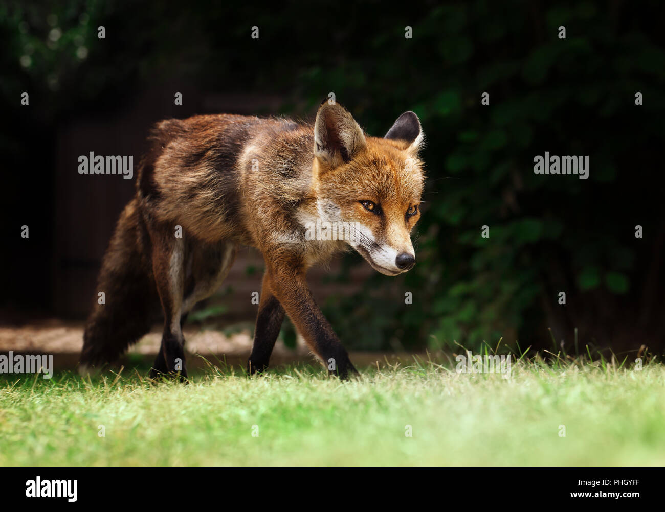 In prossimità di una volpe rossa camminare sull'erba nel giardino. Foto Stock