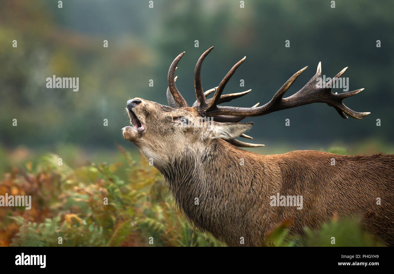 Close up di un cervo rosso cervo ruggente durante la stagione di solchi in autunno, UK. Foto Stock