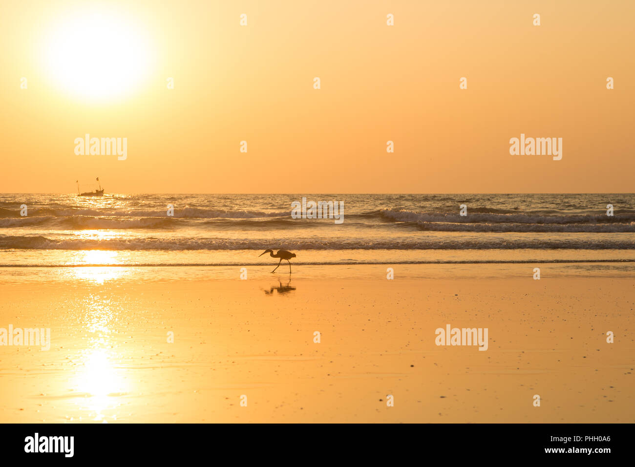 Heron al tramonto raccoglie molluschi sulla spiaggia Foto Stock