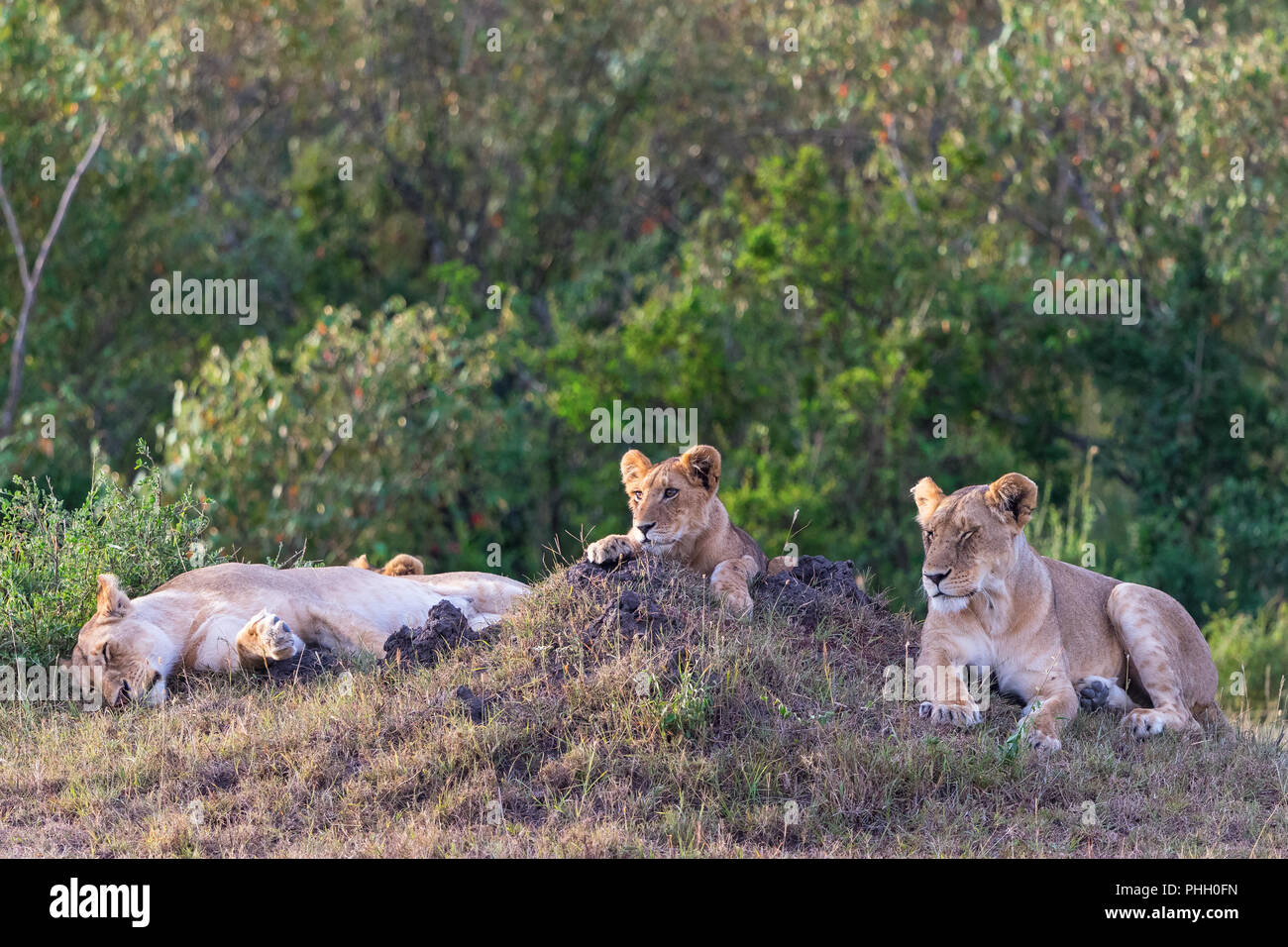 Leonessa con cucciolo sdraiato e appoggiata in erba Foto Stock