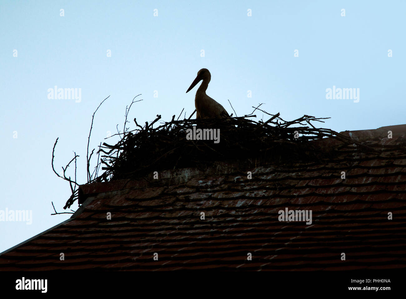 Cicogna bianca in nido sul tetto della casa in sera, contorno, parco naturale Lonjsko polje, Croazia Foto Stock